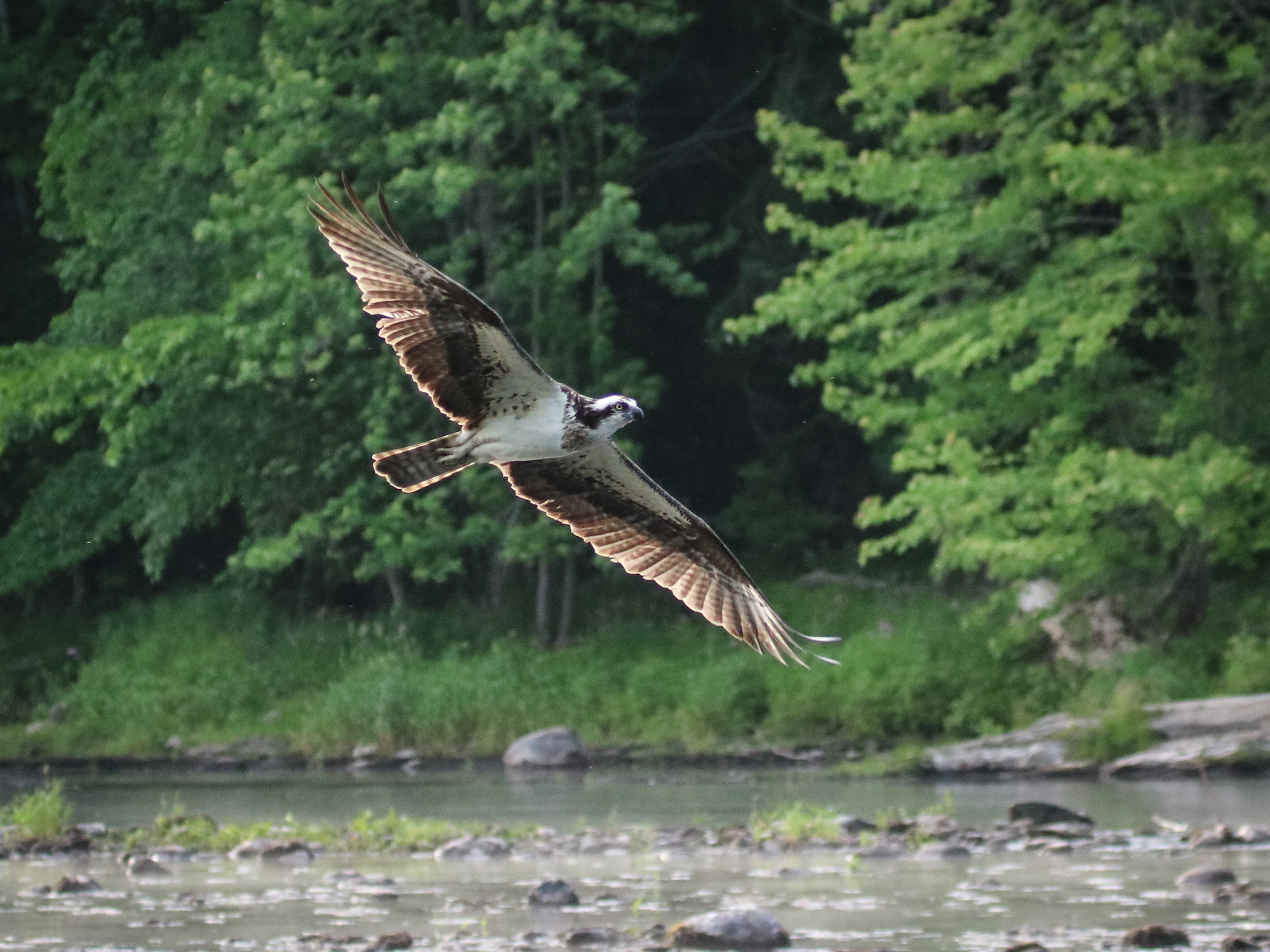 caption: Osprey looking for alewives along the Sebasticook River in Maine. The removal of two dams has allowed migratory fish to return.