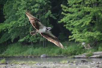 caption: Osprey looking for alewives along the Sebasticook River in Maine. The removal of two dams has allowed migratory fish to return.