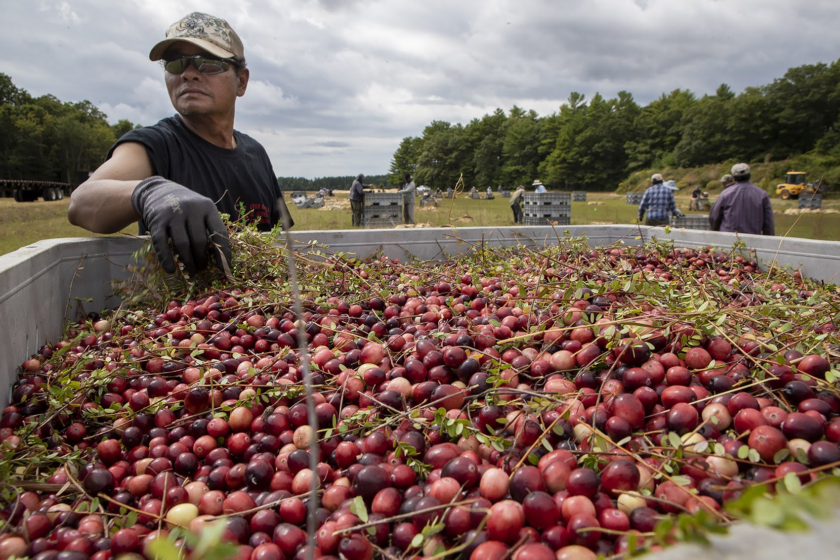 caption: A worker at a bog owned by Carver-based Decas Cranberry Products, Inc., removes vines from a batch of just-harvested berries. (Jesse Costa/WBUR)