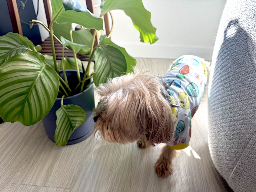 caption: KUOW editor and worrisome dog mom Liz Brazile puts a spiked collar made by the CoyoteVest Pet Body Armor brand on her Adonis, her Yorkshire Terrier, when they go on walks.