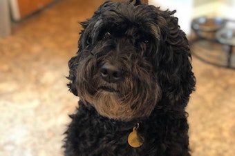 caption: Sadie, a black, Australian labradoodle, is 7 years old. The idea that she's 49 in human years isn't right. Researchers now say she's closer to 62.