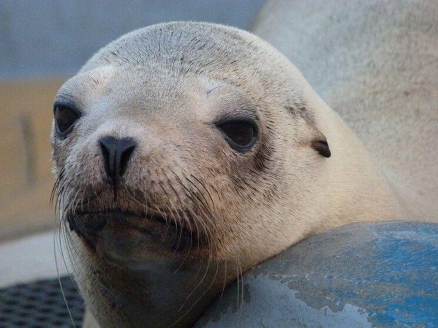 caption: <p>Superstition, a California sea lion, was brought to the Marine Mammal Center. Veterinarians suspected she had cancer, which was confirmed with a radiograph and ultrasound. She&nbsp;died just days after her rescue.</p>