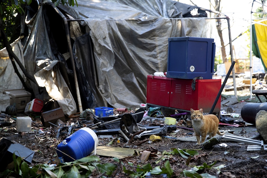 caption: A feral cat watches as volunteer Morgan Sandys opens cans of cat food at a feral cat colony feeding station in an encampment on Friday, March 29, 2024, along a wooded trail in south Seattle. 