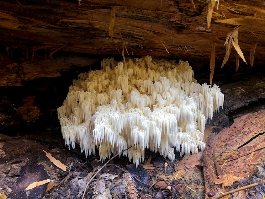 caption: Mushrooms in the Cascades of Washington state during a mushrooming event in mid-October 2019.
