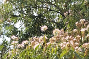 caption: Silk Trees, also known as Mimosa and Pink Acacia, have fragrant pink flowers