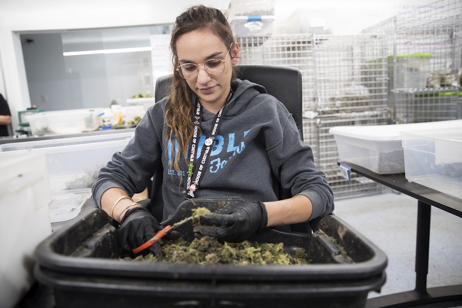 caption: Chelsea Stenson trims marijuana buds before packaging  on Wednesday, July 18, 2018, at House of Cultivar in Seattle. 