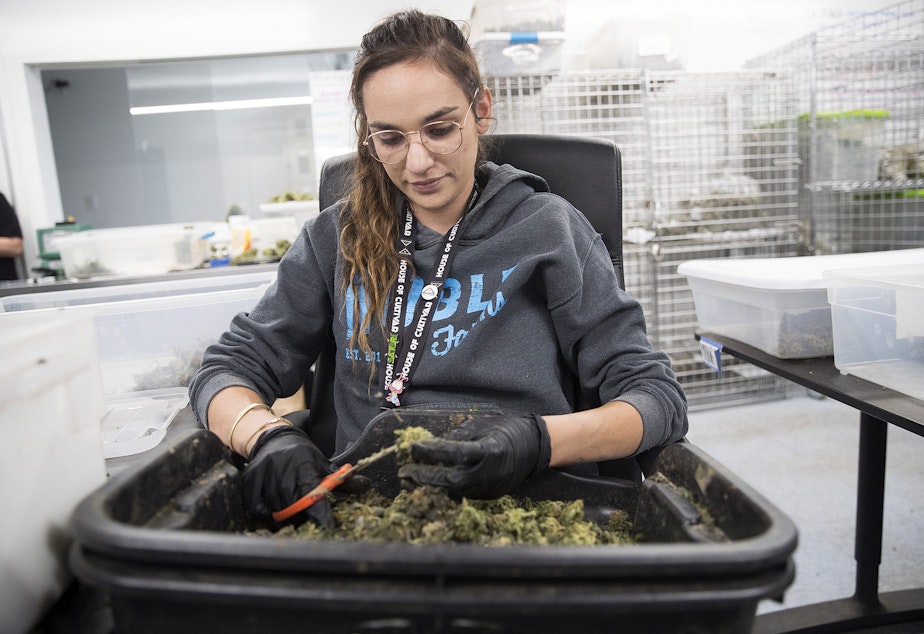caption: Chelsea Stenson trims marijuana buds before packaging  on Wednesday, July 18, 2018, at House of Cultivar in Seattle. 