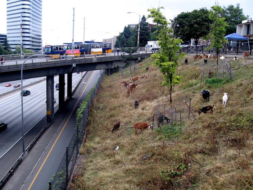 caption: Goats graze near Interstate 5 in Seattle.