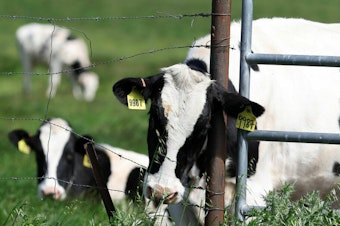 caption: The U.S. Department of Agriculture is ordering dairy producers to test cows that produce milk for infections from highly pathogenic avian influenza (HPAI H5N1) before the animals are transported to a different state following the discovery of the virus in samples of pasteurized milk taken by the Food and Drug Administration.
