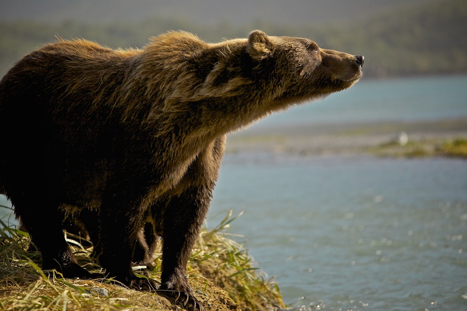 caption: North American grizzly bear