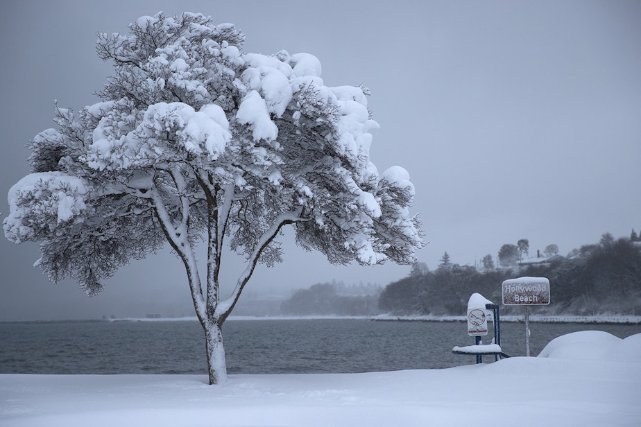 caption: A tree blanketed in snow is shown on Wednesday, January 15, 2020, in Port Angeles. According to national weather service meteorologist Samantha Borth, between 18 and 22 inches of snow have fallen in the area.