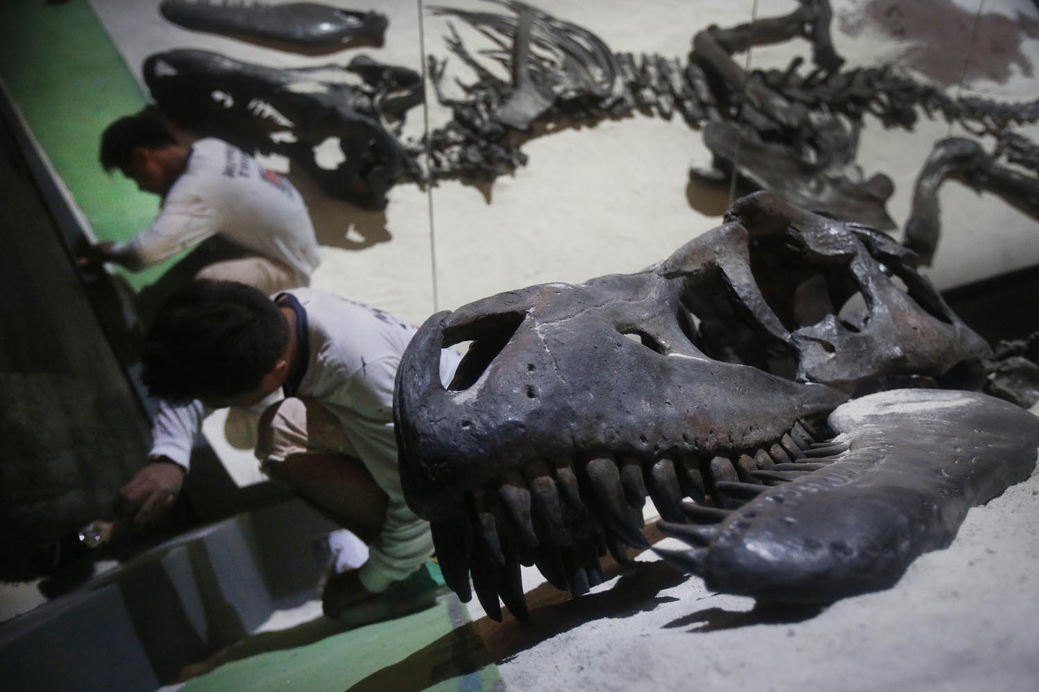 caption: In this Tuesday, Jan. 21, 2014 photo, workers putt on the final touches around the exhibit of a Tarbosaurus bataar found in Mongolia, in preparations for an exhibition titled "Dinosaurs: Dawn to Extinction" at the Art Science Museum, in Singapore. The exhibition takes visitors back more than 600 million years back in time to a world of terrestrial reptiles. (AP Photo/Wong Maye-E)