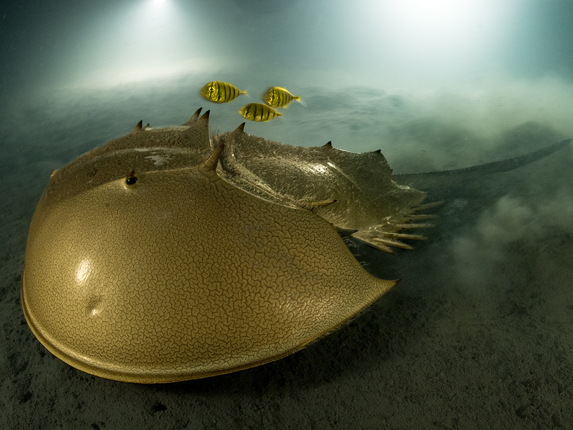 caption: <strong>Portfolio Award Winner: </strong><em>The ancient mariner. </em>Pangatalan Island, Palawan, the Philippines. The tri-spine horseshoe crab has survived for more than 100 million years but now faces habitat destruction and overfishing for food and for its blood, used in the development of vaccines.