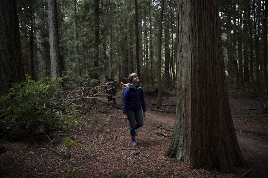 caption: Forest therapy guide and educator Julie Hepp walks through the forest on Friday, January 18, 2019, at IslandWood, a learning center on Bainbridge Island. 