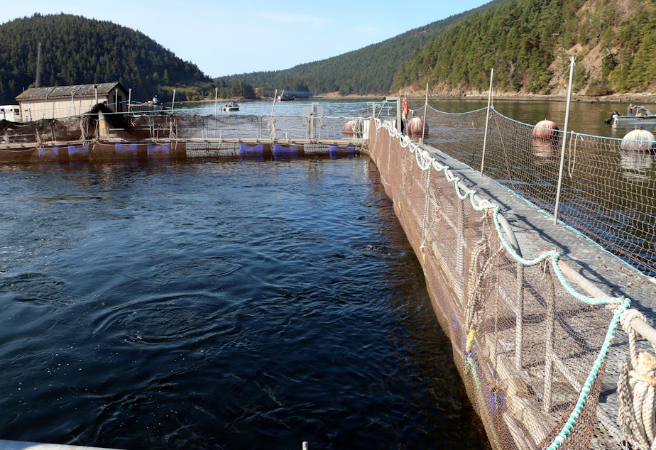 caption: One of the net-pens where Atlantic salmon were stolen