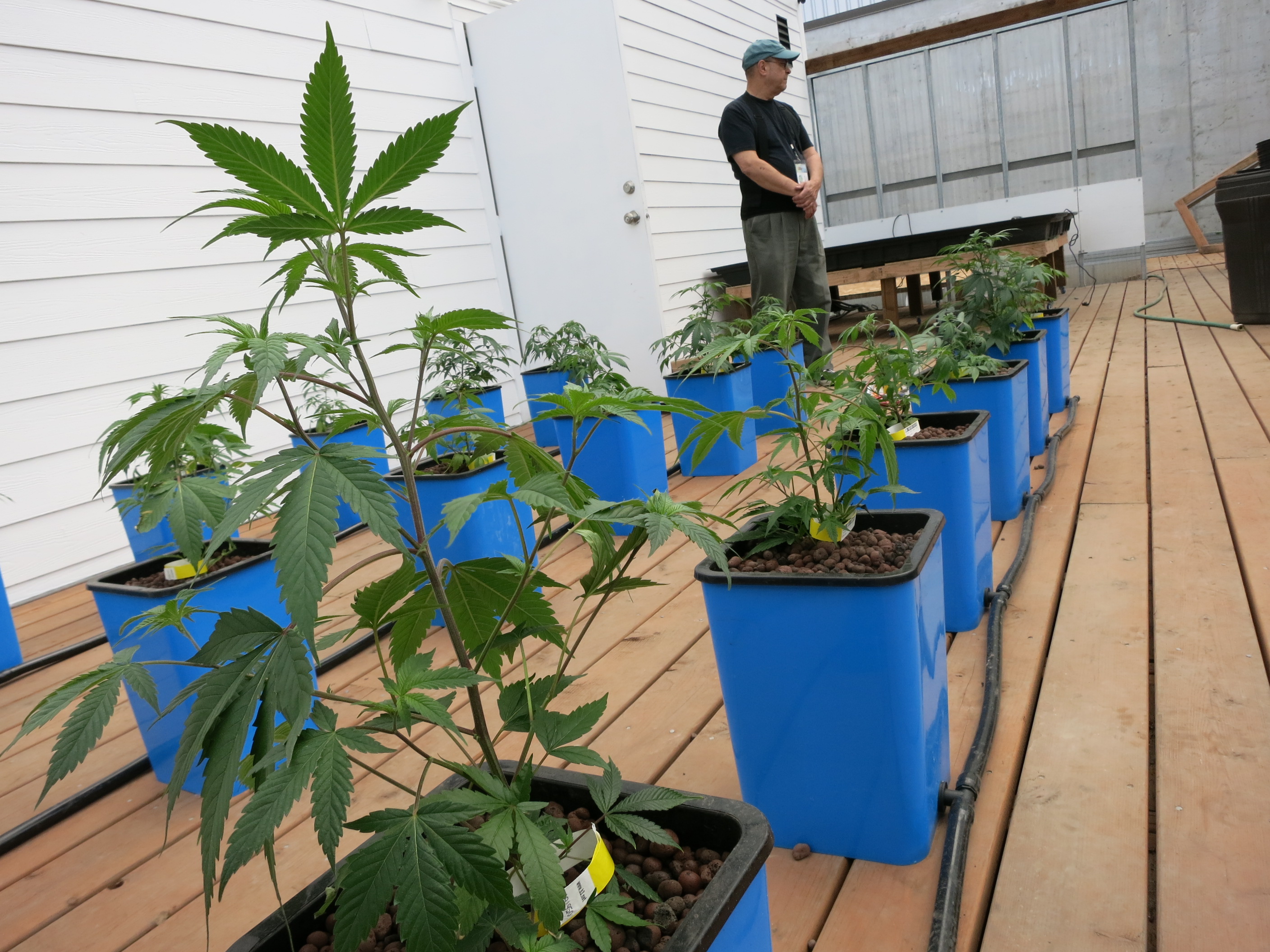 caption: Bruce Cummins shows off some of Sea of Green Farm's marijuana plants growing in their greenhouse.