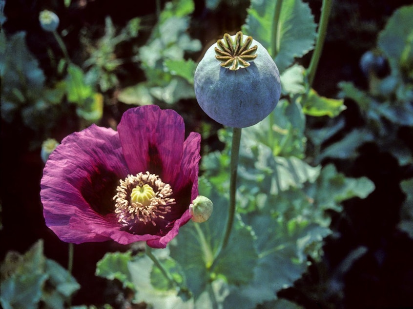 caption: Opium poppies in Turkey