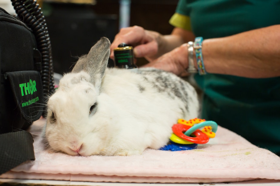 caption: Emma, who is part of the petting zoo, receives a massage. Harmony Frazier, a vet tech at the zoo, says the zoo wants to give back to Emma for her service to the zoo. Emma loves the therapy: When she gets on the table, she completely relaxes and stretches out. 