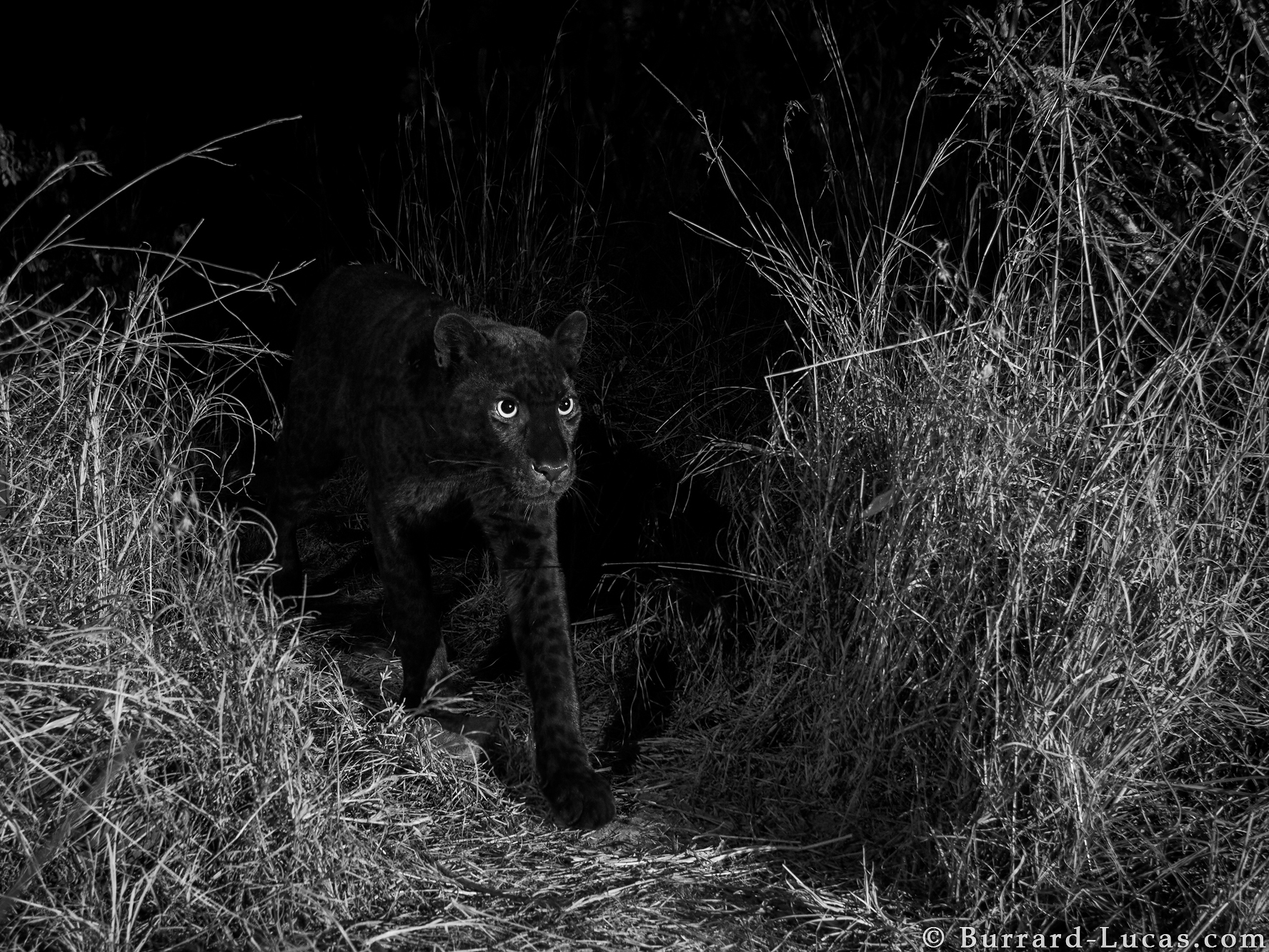 caption: A rare black leopard, caught on camera in Laikipia Wilderness Camp, Kenya.