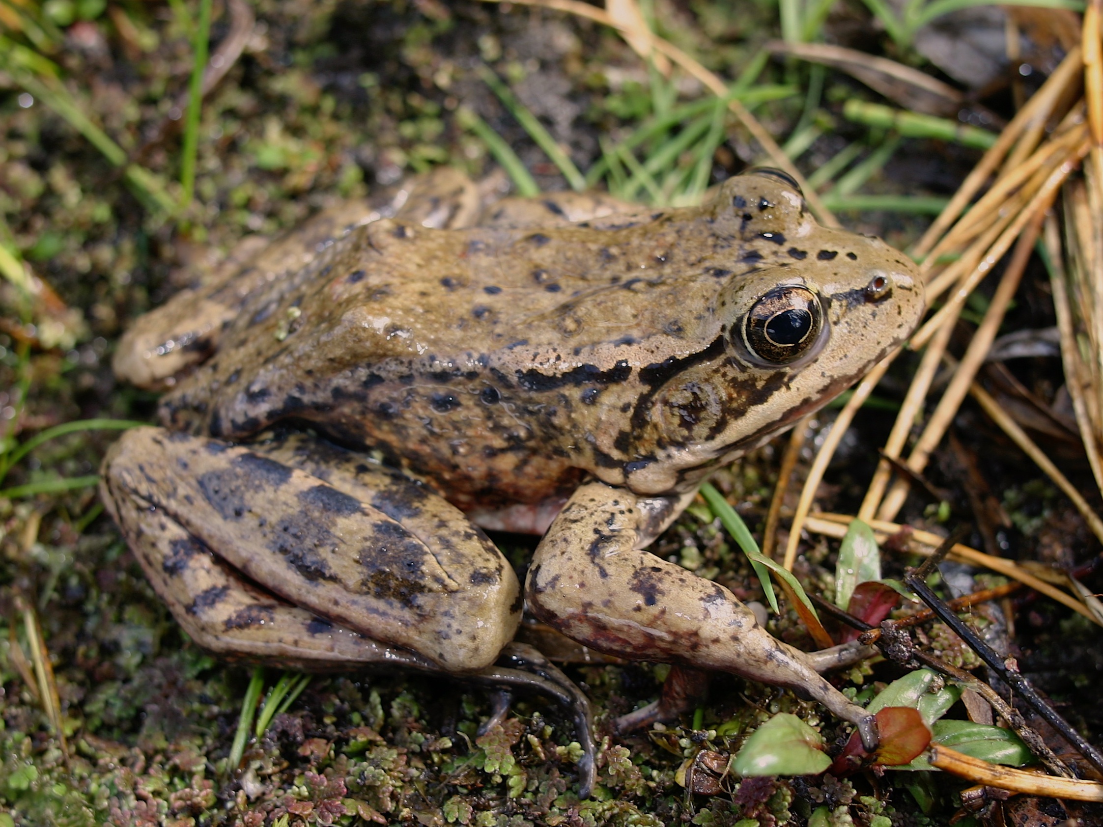 caption: The California red-legged frog, the largest native frog west of the Rocky Mountains, is listed as threatened under the Endangered Species Act.