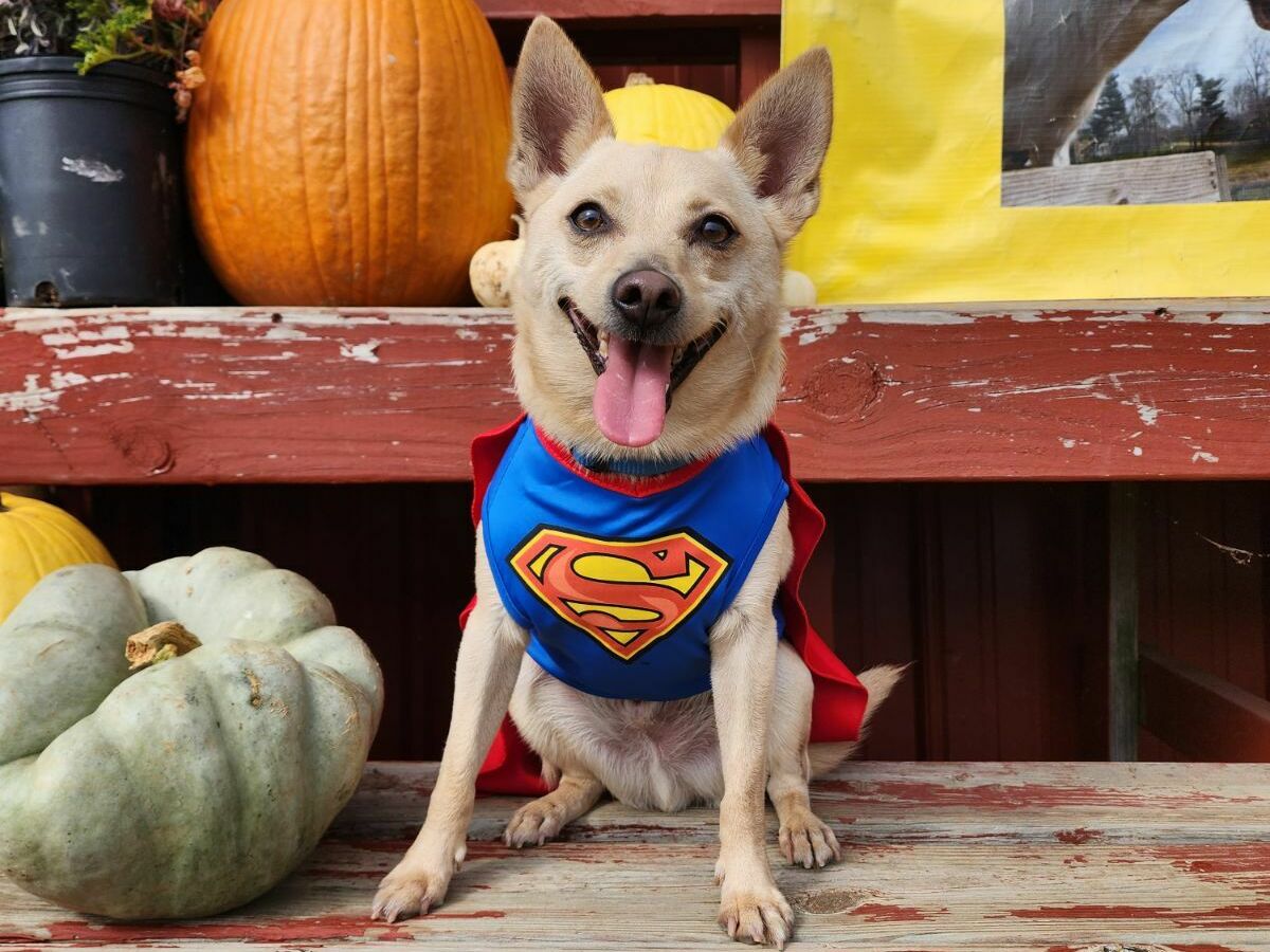caption: Charlie the superdog is the only member of the King family who got two Halloween outfits this year. His other costume is a doughnut.