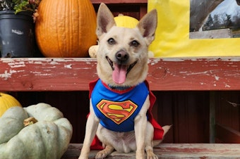 caption: Charlie the superdog is the only member of the King family who got two Halloween outfits this year. His other costume is a doughnut.