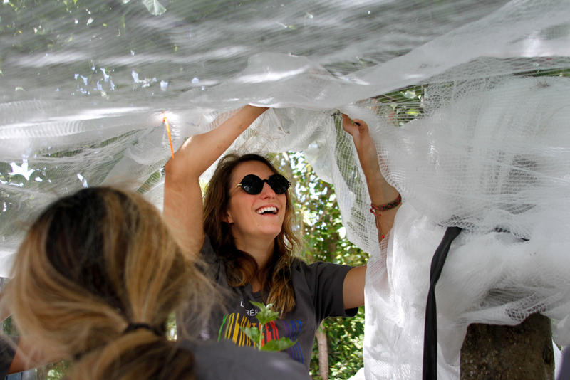 caption: Volunteers from L'Oreal Clarisonic net an apple tree at the Amy Yee Tennis Center Orchard to keep out pests.
