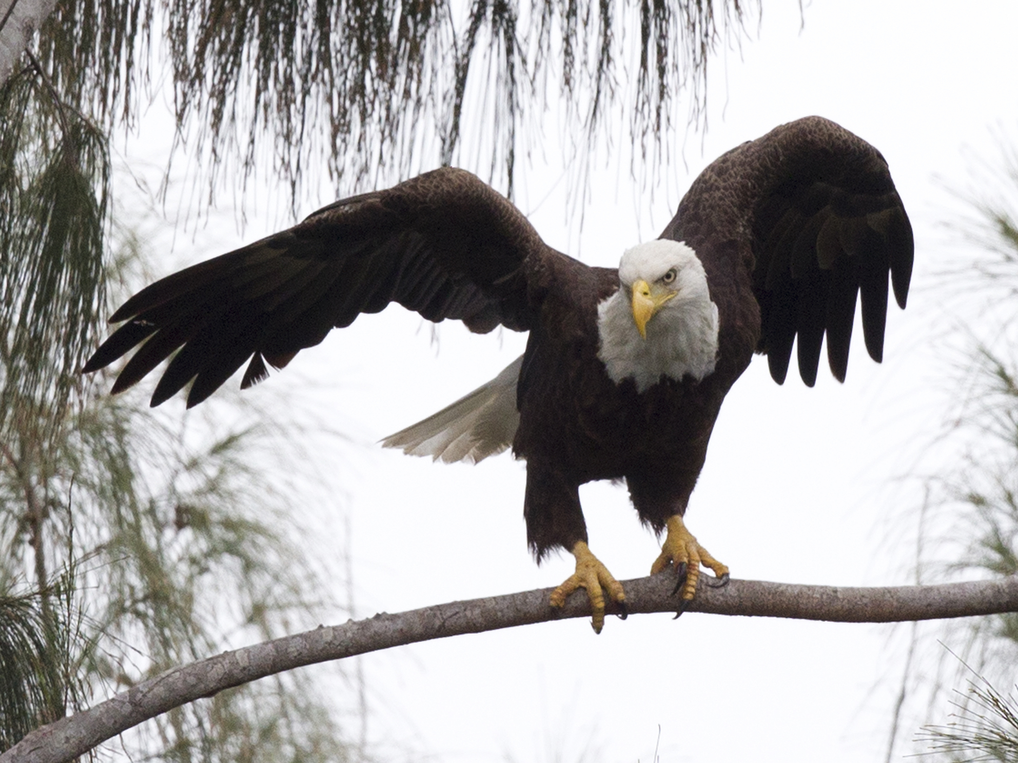 caption: A bald eagle prepares to take off from a pine tree in Pembroke Pines, Fla. The eagle population rebounded after protections put in place under the Endangered Species Act.