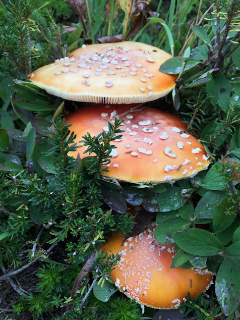 caption: These mushrooms -- not for eating! -- were found in the wild by reporter John Ryan.