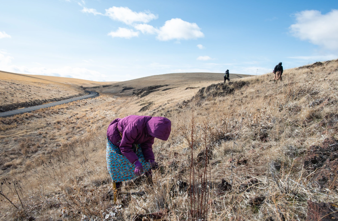 caption: Látis Nowland, of Mission, Oregon, digs for wild celery, or latit latit in the Umatilla language, as Tatum Ganuelas, right, and Beth Looney search the surrounding hills. Nowland said she’s been doing this work since the Sunday after she was born, when her mother, Trinette Minthorn, brought her along in a baby board. The women were among a group of 16 women and girls who gathered for the sacred tradition that marks the arrival of spring for the Confederated Tribes of the Umatilla Indian Reservation.