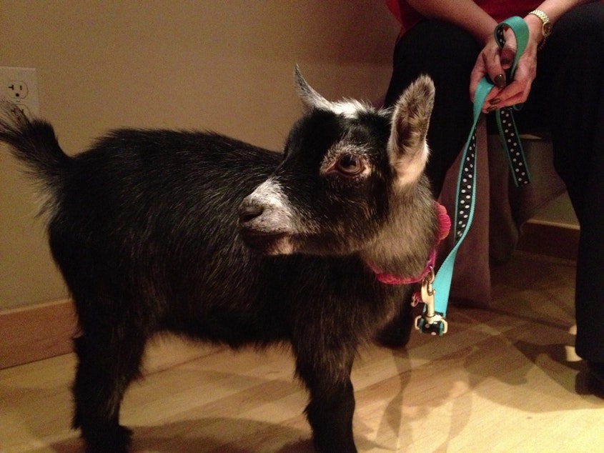 caption: Ava Anissipour and her goat Juju visiting the KUOW studios.
