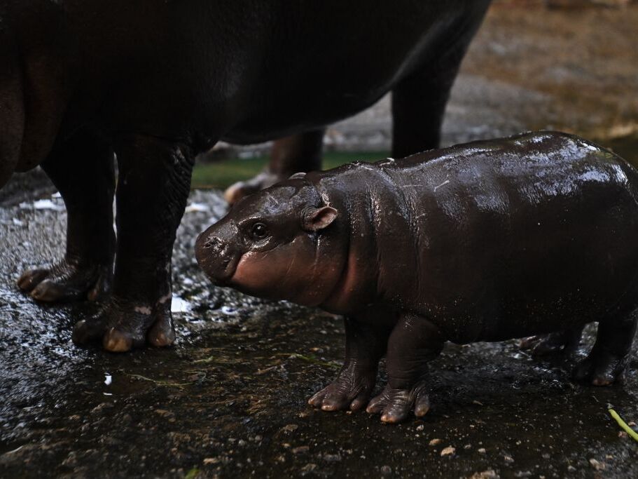 caption: Moo Deng, a 2-month-old female pygmy hippo who has recently become a viral internet sensation, stands next to her mother Jona, 25, at Khao Kheow Open Zoo in Chonburi province, Thailand, on Sunday.