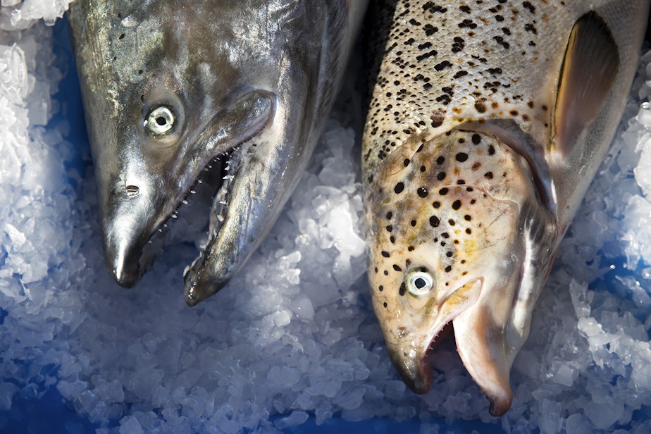 caption: A wild Pacific salmon, left, is shown next to a farm-raised Atlantic salmon, right, on Tuesday, August 22, 2017, at Home Port Seafoods in Bellingham.