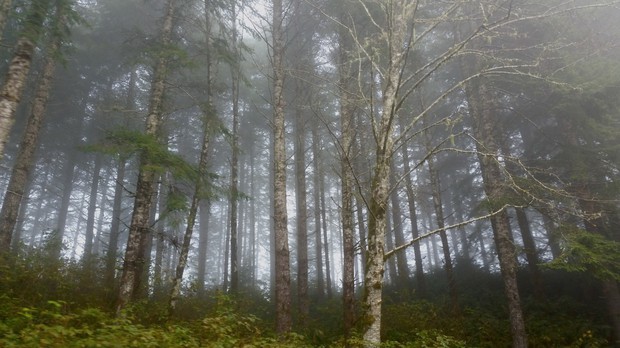 caption: <p>Coast Range fog settles on the Elliott State Forest near Coos Bay.</p>