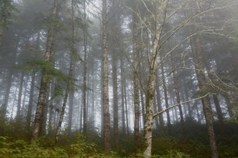 caption: <p>Coast Range fog settles on the Elliott State Forest near Coos Bay.</p>