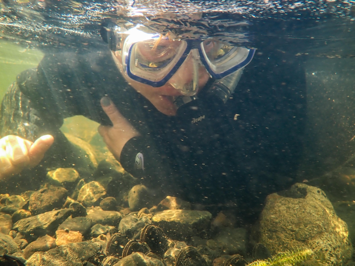 caption:  Alexa Maine of the Confederated Tribes of the Umatilla Indian Reservation snorkeling during a survey of mussel populations in the John Day River.