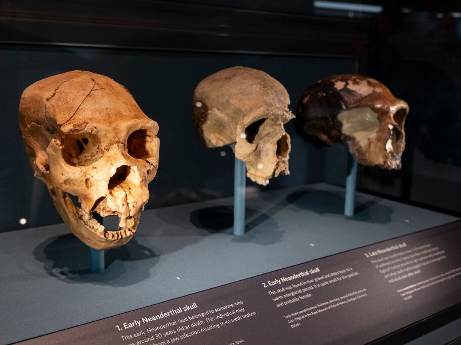 caption: Human Evolution exhibition at the Natural History Museum in January, 2024 in London, United Kingdom.