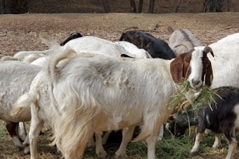 caption: A herd of goats spent the fall in and around Anaheim, Calif.'s Deer Canyon Park helping to keep grasses and other potential wildfire fuels in check.