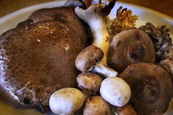 caption: A bounty of mushrooms. (Jesse Costa/WBUR)