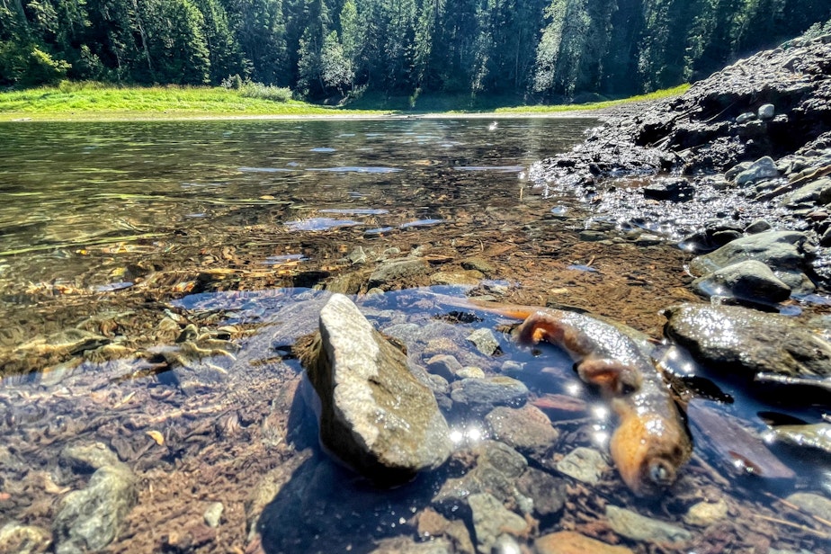 caption: A dead rough-skinned newt lies at waters' edge in a lake on the Olympic Peninsula on Sept. 9, 2022.