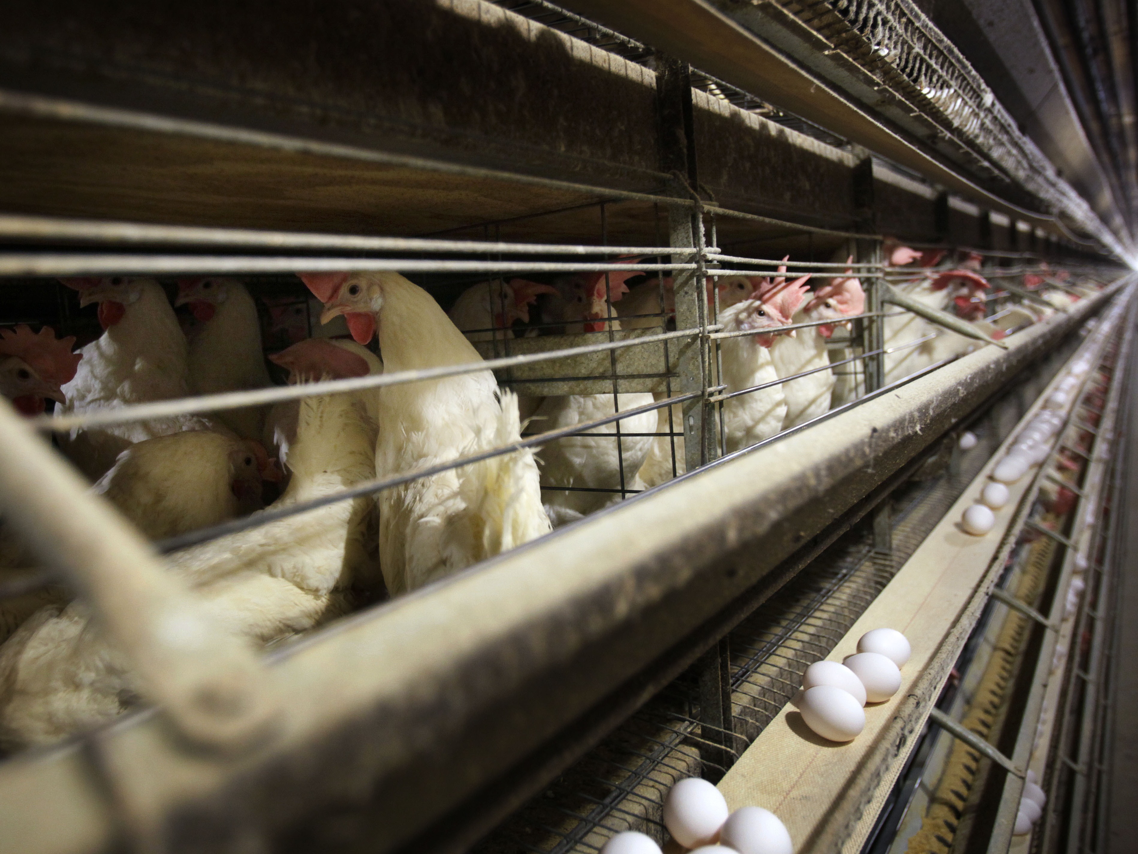 caption: Chickens stand in their cages at a farm in 2009, near Stuart, Iowa. Millions of chickens have been culled in Iowa, Colorado and other states since 2022 in response to the current H5N1 bird flu outbreak.