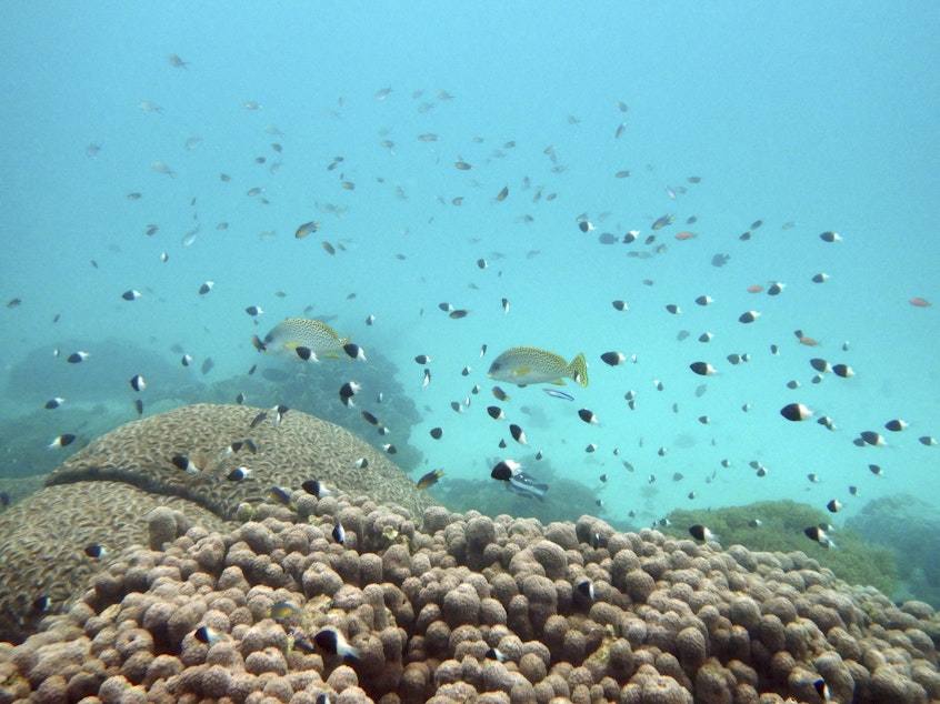 caption: FILE - Fish swim near some bleached coral at Kisite Mpunguti Marine park, Kenya, June 11, 2022. For the first time, United Nations members have agreed on a unified treaty on Saturday, March 4, 2023, to protect biodiversity in the high seas — nearly half the planet's surface.