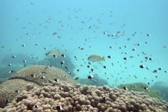 caption: FILE - Fish swim near some bleached coral at Kisite Mpunguti Marine park, Kenya, June 11, 2022. For the first time, United Nations members have agreed on a unified treaty on Saturday, March 4, 2023, to protect biodiversity in the high seas — nearly half the planet's surface.