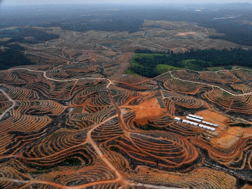caption: This photograph, taken on February 24, 2014 during an aerial survey mission by Greenpeace in Indonesia, shows cleared trees in a forest located in the concession of Karya Makmur Abadi, which was being developed for a palm oil plantation. Environmental group Greenpeace on February 26 accused US consumer goods giant Procter & Gamble of aiding the destruction of Indonesian rainforests.