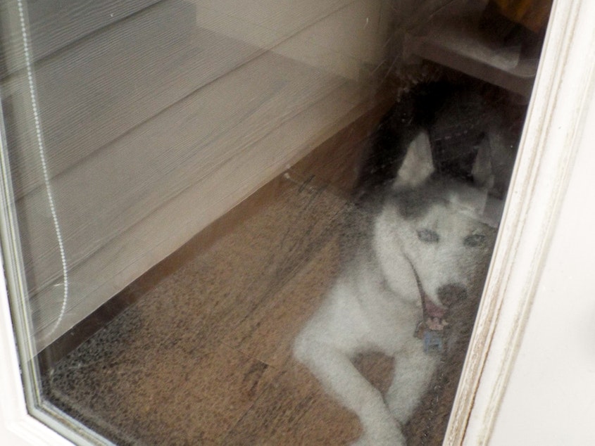 caption: My husky dog, yawning.