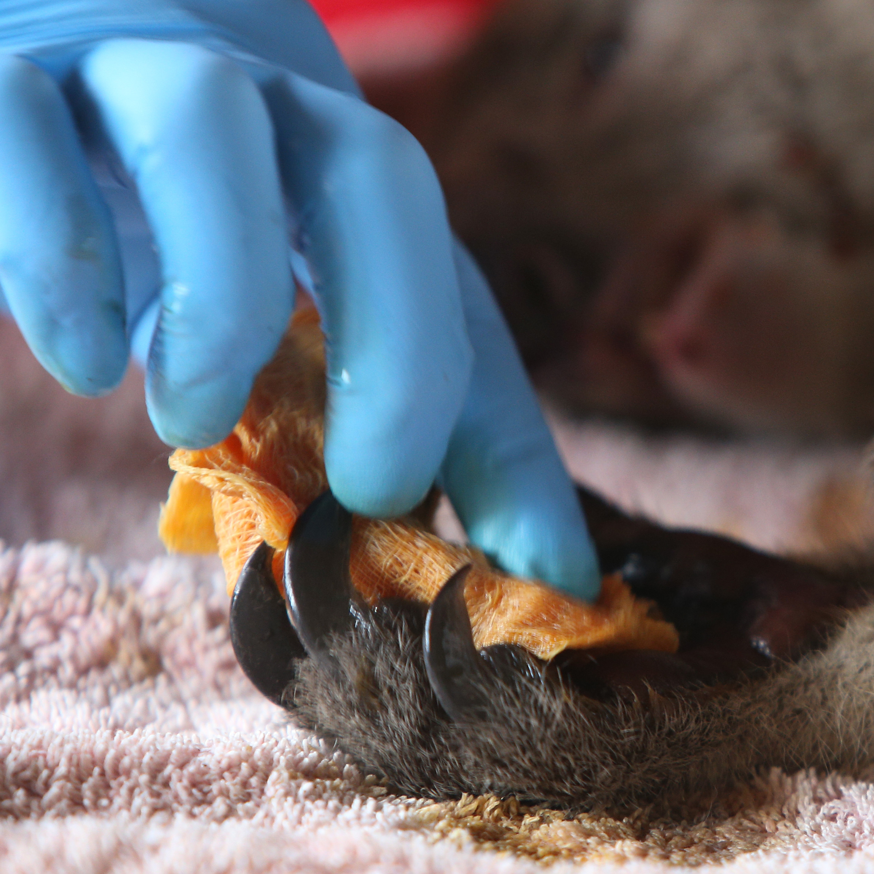 caption: An injured koala is treated at the Kangaroo Island Wildlife Zoo on January 10 in Kangaroo Island, Australia.