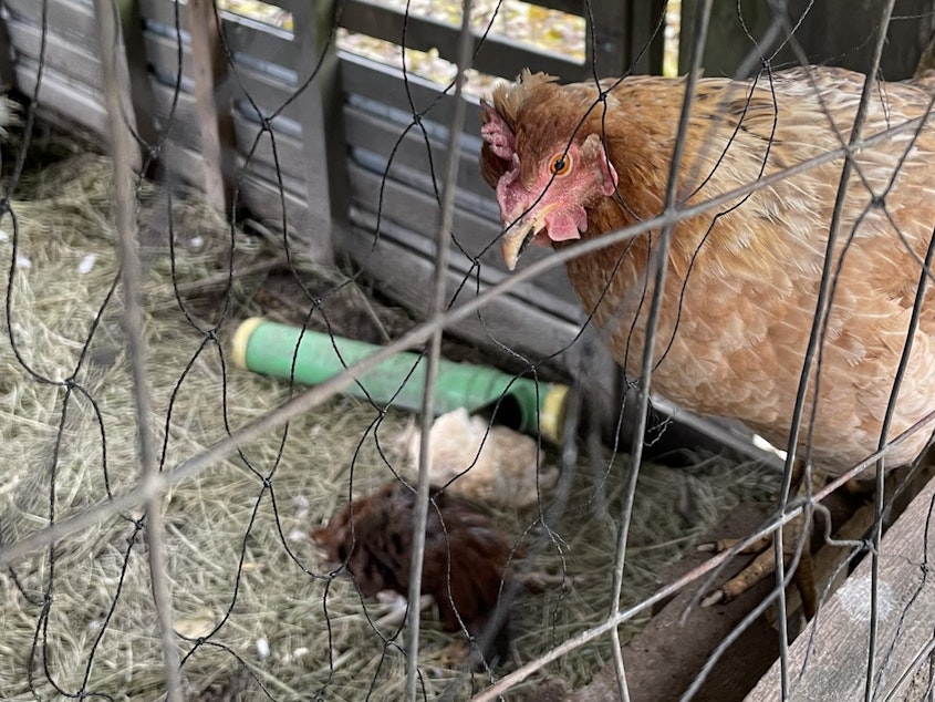 caption: A live hen roosts above dead coopmates, killed by the Hamilton flood