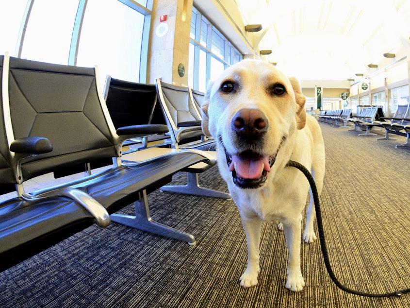 caption: Traveling internationally with a dog — or adopting one from abroad — just got a bit more complicated. The CDC issued new rules intended to reduce the risk of importing rabies.