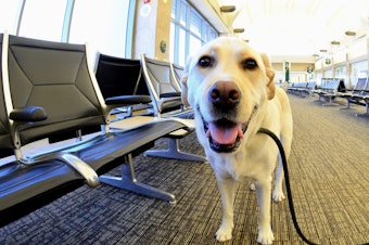 caption: Traveling internationally with a dog — or adopting one from abroad — just got a bit more complicated. The CDC issued new rules intended to reduce the risk of importing rabies.