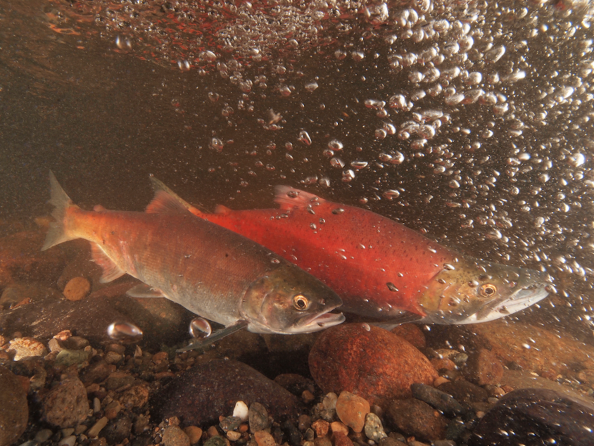caption: Extinction could be a hot summer away for the little red fish of Lake Sammamish. Here, Kokanee spawn in Ebright Creek near Lake Sammamish.